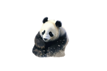 Panda on a transparent background