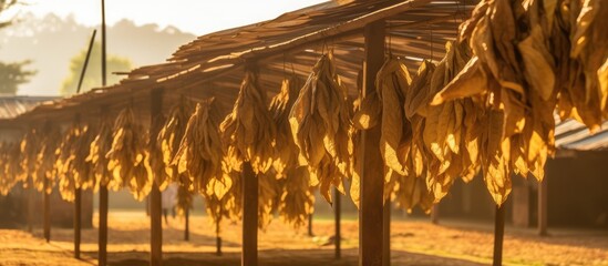 view of tobacco leaves being dried manually in the sun