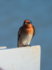 Welcome Swallow Along Cairns Esplanade