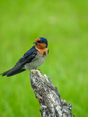 Welcome Swallow Perched on Tree Stump