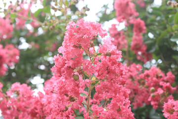 pink blossom