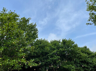 Fototapeta premium trees and sky