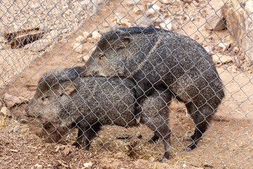 Javelina Pigs (peccary or skunk pig) animals mating in Captivity.  Prescott Arizona Wildlife Heritage Park Zoological Sanctuary