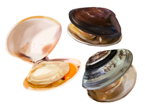 ハマグリ（開き）