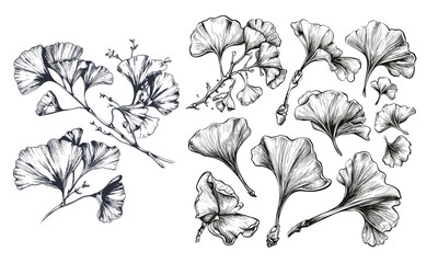 Ginkgo biloba floral logo and branch set. Hand drawn line wedding herb, elegant leaves.
