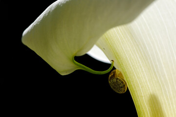 Escargot sur un arum blanc
