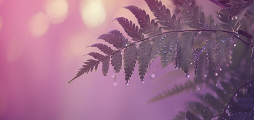 Calming background of fern in rhythm nature blue violet purple vibes.