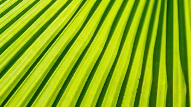 Close up Palm leaf background. Green stripes natural texture, abstract clockwise rotation footage