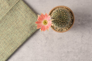 Top view of A cactus pot with flower on grey floor.
