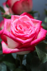 Close up of a pink rose flowers, blurry background 