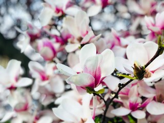 Magnolia