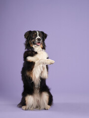 Naklejka na ściany i meble A trained australian shepherd stands on hind legs, joyful against a purple backdrop
