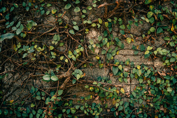 Ivy leaves on the fence