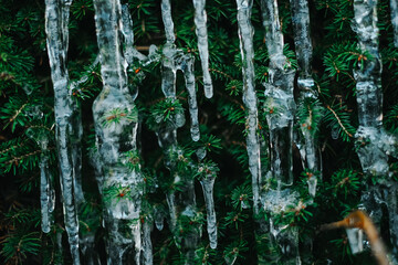 Icicles on pine needles.Frozen streaks of water on spruce branches. Icicles close-up in frosty...