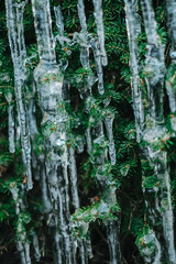 Frosty weather. icicle on a coniferous tree.Thaw and frost.Icicles close-up in frosty weather.Many...