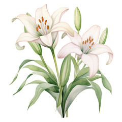 Elegant Blooms: Embrace Easter with the Timeless Beauty of Easter Lily