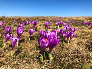 purple crocus flowers