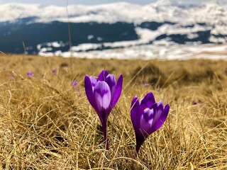 Purple crocus flowers blooming in spring with snowcapped mountains in the background