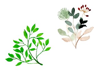 a large set of watercolor plants and herbs. isolated elements,