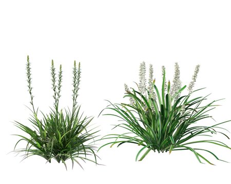 3d render grass blossoms with both dry and fresh on a white background