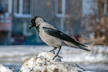A crow sits on a snow pile on a winter day