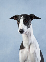 An elegant Greyhound in a poised stance, soft blue background. This sleek dog fine features and gentle expression are captured in a dignified studio portrait