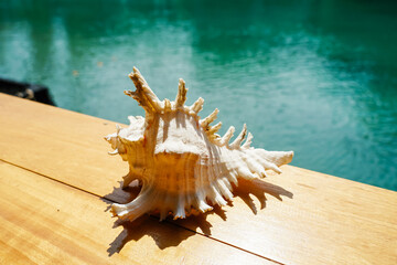 Sea shell on table against the background of the sea, Relaxation, peace and pleasant mention of the sea. The beautiful conch against a seascape background.