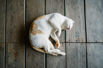 High angle view of lazy cat sleeping. Top view of a cat with outstretched paws. The cat is...