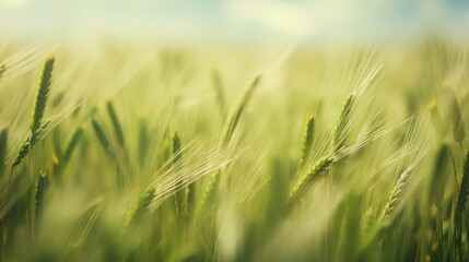 Fototapeta premium Grass flowers in a blurred field texture.