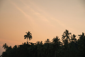 Silhouetted of coconut tree during sunset. palm tree with sun light on sky background. Isolated tall coconut palm tree against colorful sunset sky background of tropical island, Thailand.