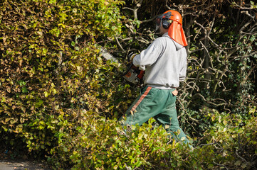 Tree surgeon in a hard hat with protective visor and back flap covering neck trimming a hedge.
