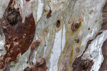 bark of a tree close up