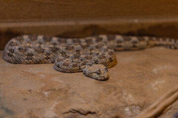 horned snake on the sand