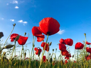 Obraz premium Field of poppies on a sunny day with clear blue sky