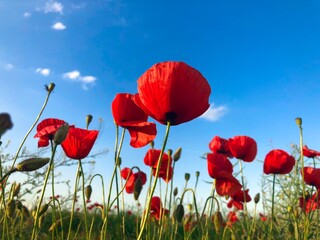 Field of poppies on a sunny day with clear blue sky