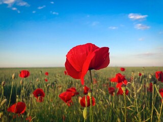 Field of poppies on a sunny day with clear blue sky