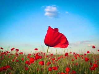  Field of poppies on a sunny day with clear blue sky