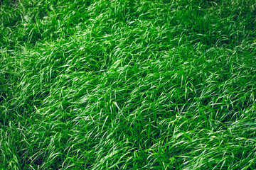 Lush Green Grass Illuminated by Sunlight in a Suburban Park at Midday