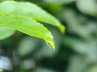 A fresh green leaf with a curled tip, captured in close-up, highlighting nature’s delicate details against a soft blurred background.