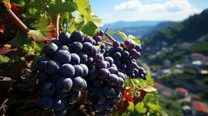 Clusters of dark blue grapes hanging from the vine with a scenic village backdrop.