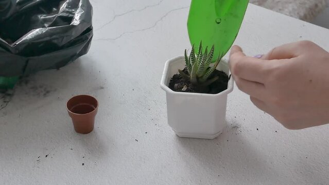 Women's hands carefully pour the soil into a white square pot under the root of the haworia, transplanting indoor plants.
