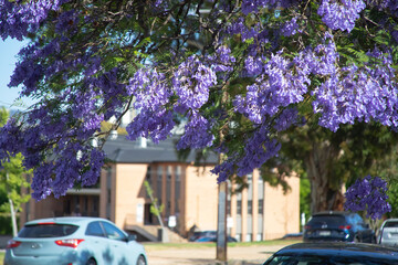 Beautiful violet vibrant jacaranda in bloom. Tenderness. Jacaranda trees in South Australia. Purple...