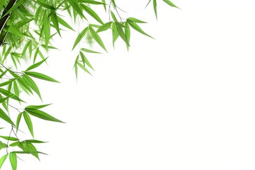 Fototapeta premium Green leaved bamboo branches on a white background