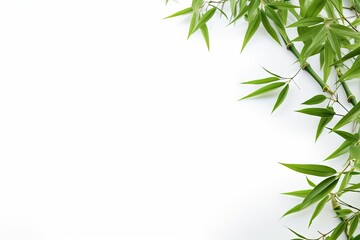 Fototapeta premium Bamboo on white with room for text