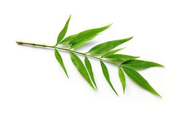 Fototapeta premium White background with bamboo leaves