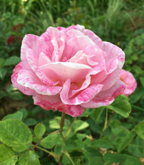 pink rose flower