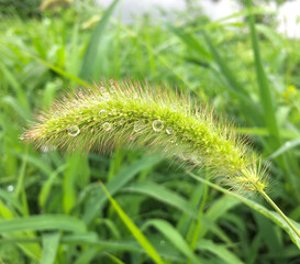 close up of a green grass