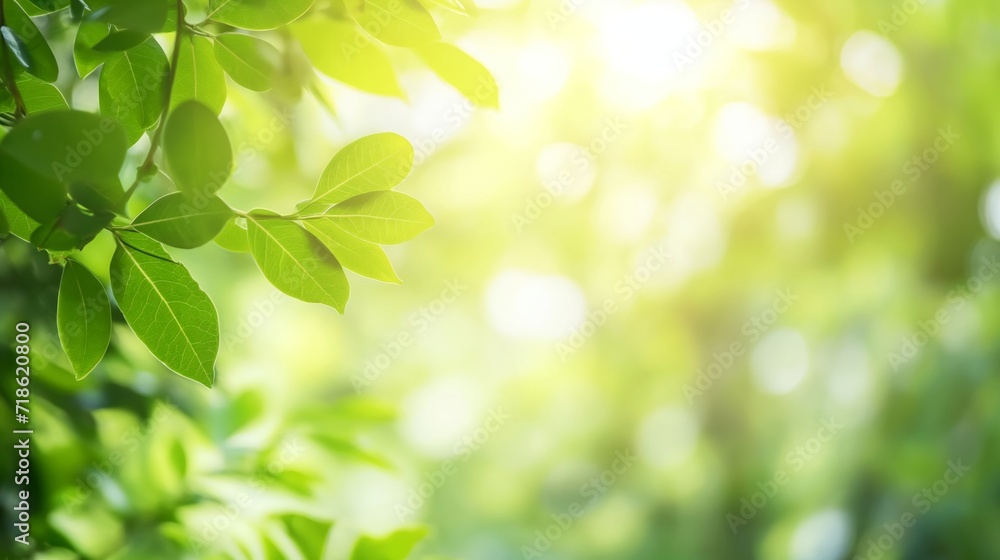 Wall mural close up of beautiful nature view of green leaf on blurred greenery background in garden and sunligh