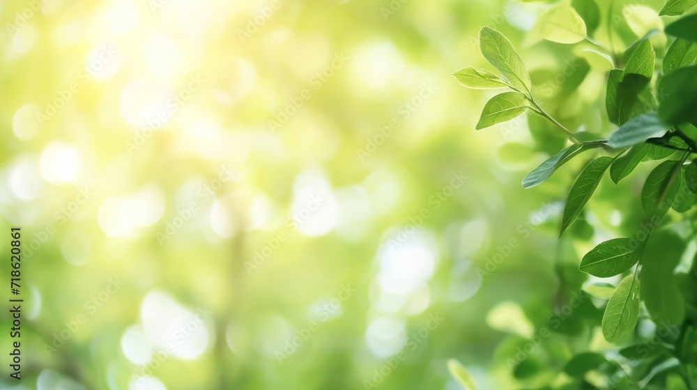 Wall mural close up of beautiful nature view of green leaf on blurred greenery background in garden and sunligh