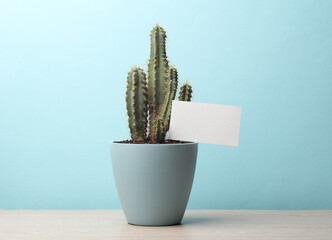 Cactus in pot with white business card on a blue background